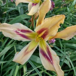 liliowiec-daylily-sunset-poj-2l