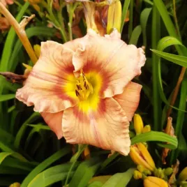 liliowiec-daylily-bright-dawn-poj-2l