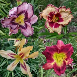 liliowiec-daylily-happy-surprice-sadzonka-w-pojemniku-2l
