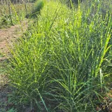 miskant-chinski-little-zebra-p9-c1-producent-inna
