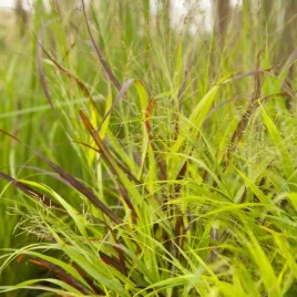 proso-rozgowate-shenandoah-p9-c1