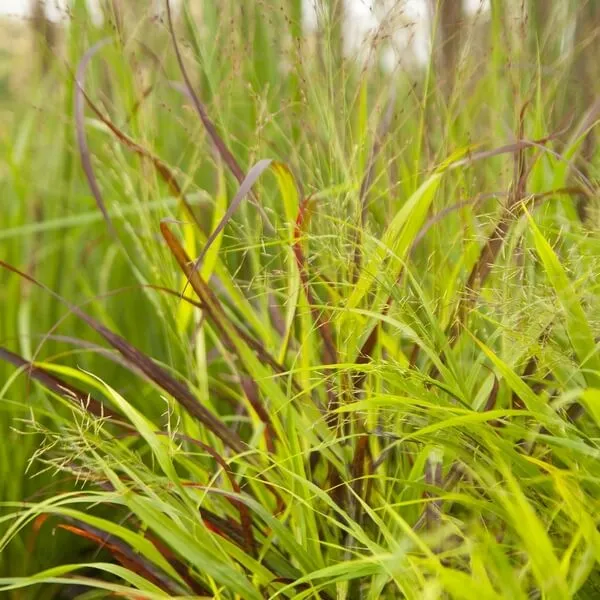 proso-rozgowate-shenandoah-p9-c1