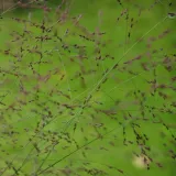 proso-rozgowate-shenandoah-p9-c1-producent-inna