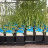 proso-rozgowate-shenandoah-p9-c1-nazwa-lacinska-panicum-virgatum