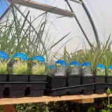 proso-rozgowate-shenandoah-p9-c1-producent-inna-nazwa-lacinska-panicum-virgatum