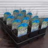 proso-rozgowate-shenandoah-p9-c1-nazwa-lacinska-panicum-virgatum-producent-inna