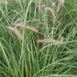 rozplenica-japonska-lady-u-p9-c1