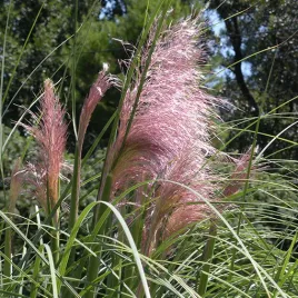 trawa-pampasowa-rosea-poj-2l