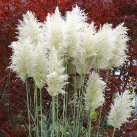 trawa-pampasowa-white-plume-poj-2l