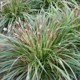 turzyca-morrowa-variegata-p9-c1-producent-inna
