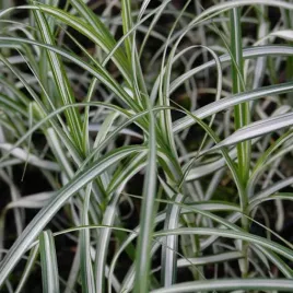 turzyca-palmowa-variegata-p9-c1