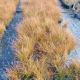 turzyca-ceglasta-prairie-fire-p9-c1-producent-inna