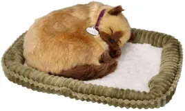 zaaodoptuj-mnie-kociak-syjamski-oddychajacy