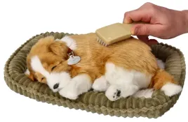 owczarek-szkocki-collie-oddychajacy-szczeniaczek-do-adopcji