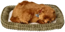 oddychajacy-pomeranian-do-zaadoptowania
