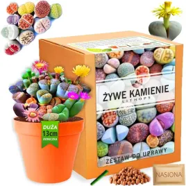 zestaw-do-uprawy-roslin-zywe-kamienie-lithops-nasiona-sukulenty-kolory