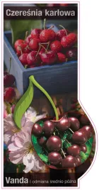 etykieta-szkolkarska-czeresnia-karlowa-vanda-jumbo