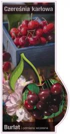 etykieta-szkolkarska-czeresnia-karlowa-burlat-jumbo