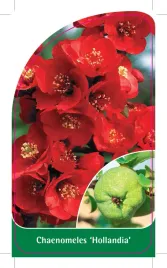 etykieta-szkolkarska-chaenomeles-hollandia-b