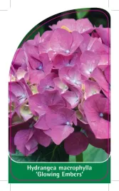 etykieta-szkolkarska-hydrangea-macrophylla-glowing-embers