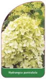 etykieta-szkolkarska-hydrangea-paniculata-b