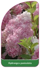 etykieta-szkolkarska-hydrangea-paniculata-c