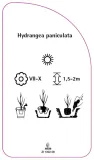 etykieta-szkolkarska-hydrangea-paniculata-c-stan-nowy
