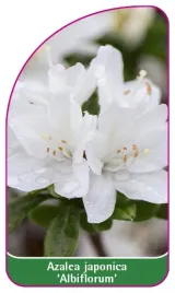 etykieta-szkolkarska-azalea-japonica-albiflorum-a