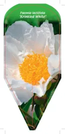 etykieta-szkolkarska-paeonia-lactifolia-krinkled-white