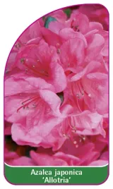 etykieta-szkolkarska-azalea-japonica-allotria-a