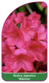 etykieta-szkolkarska-azalea-japonica-allotria-b