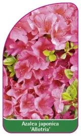 etykieta-szkolkarska-azalea-japonica-allotria-c