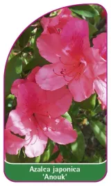 etykieta-szkolkarska-azalea-japonica-anouk-mini-a