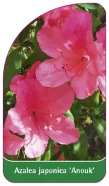 etykieta-szkolkarska-azalea-japonica-anouk-standard