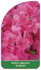 etykieta-szkolkarska-azalea-japonica-arabesk