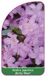 etykieta-szkolkarska-azalea-japonica-betty-muir-mini