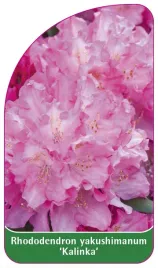 etykieta-szkolkarska-rhododendron-yakushimanum-kalinka-b
