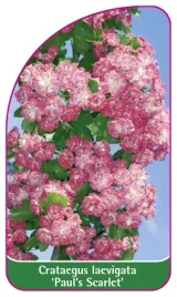 etykieta-szkolkarska-crataegus-laevigata-paul-s-scarlet-mini-a