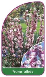 etykieta-szkolkarska-prunus-triloba-krzaczasty-mini