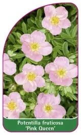 etykieta-szkolkarska-potentilla-fruticosa-pink-queen-mini