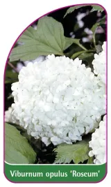 etykieta-szkolkarska-viburnum-opulus-roseum-mini