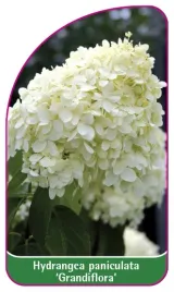 etykieta-szkolkarska-hydrangea-paniculata-grandiflora-mini