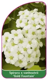 etykieta-szkolkarska-spiraea-x-vanhoutteii-gold-fountain-mini