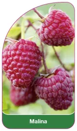 etykieta-szkolkarska-malina-czerwona-iv