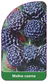 etykieta-szkolkarska-malina-czarna-b