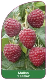 etykieta-szkolkarska-malina-laszka