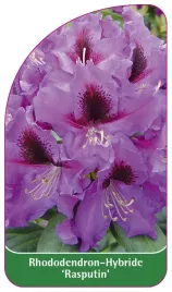etykieta-szkolkarska-rhododendron-rasputin-b