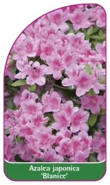 etykieta-szkolkarska-azalea-japonica-blanice