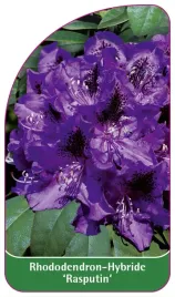 etykieta-szkolkarska-rhododendron-rasputin-c