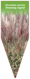 etykieta-szkolkarska-miscanthus-sinensis-dronning-ingrid-b